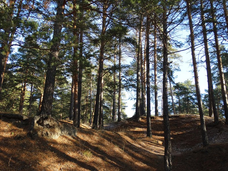 Берега Каменки