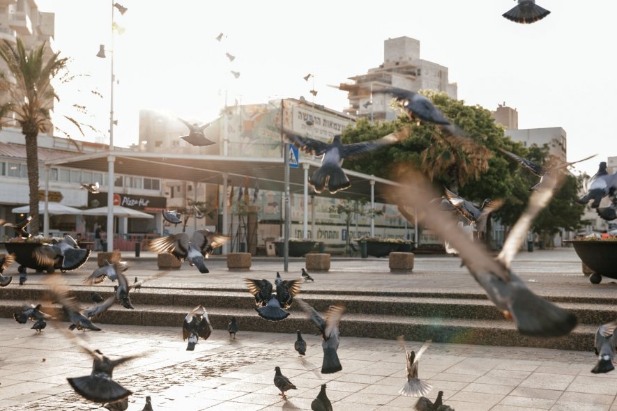 Kikar Atsmaut