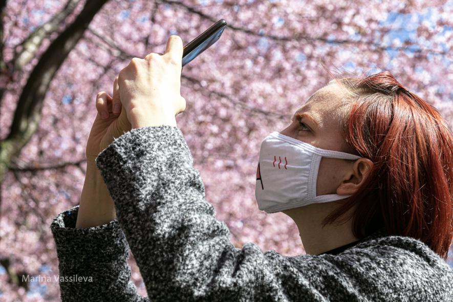 Вишневый парк в японском стиле Roihuvuoren japanilaistyylinen puutarha, 