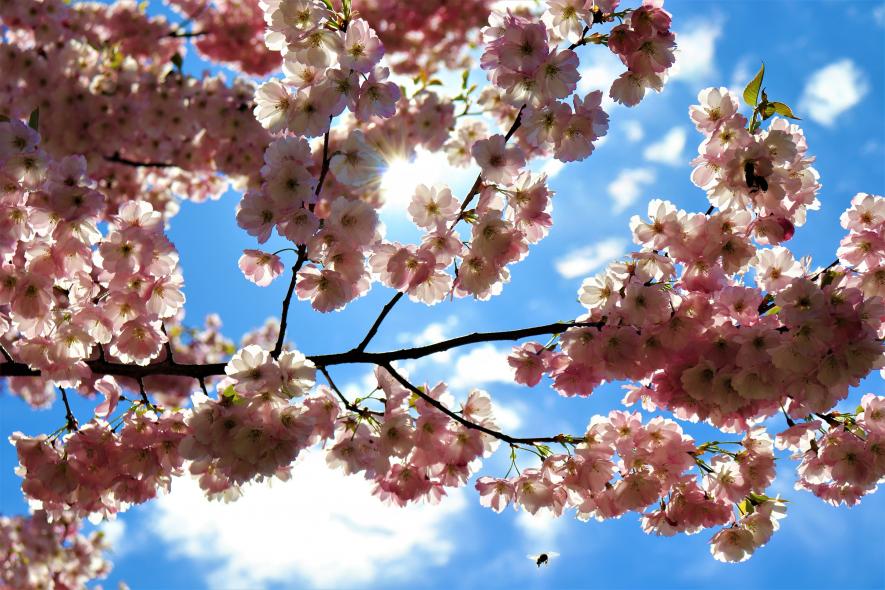 Парк победы