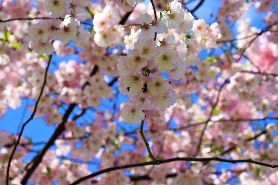 Парк победы