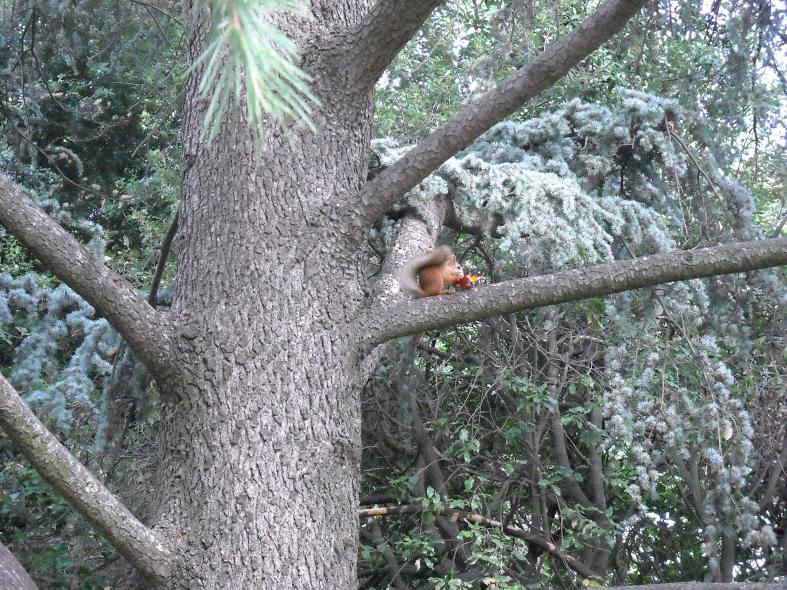 Никитский сад