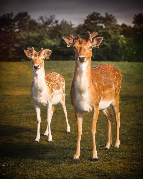Phoenix Park