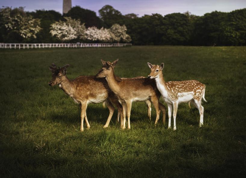 Phoenix Park