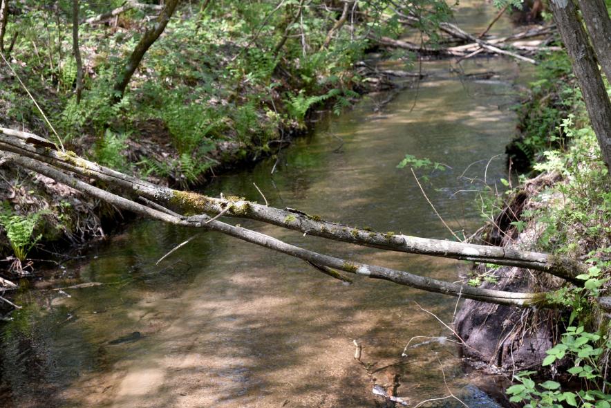  Болото Пяэскюла 