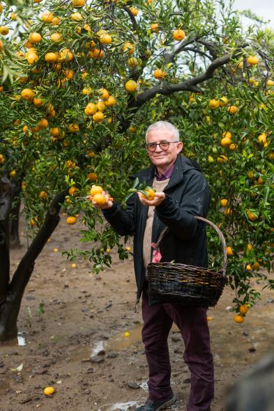 Мандариновые сады в Битезе