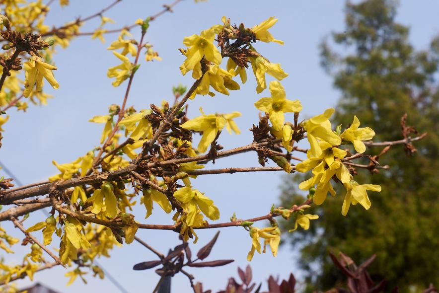 Ботанический сад