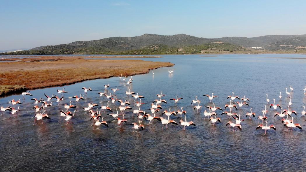 Bargilya, Boğazıcı