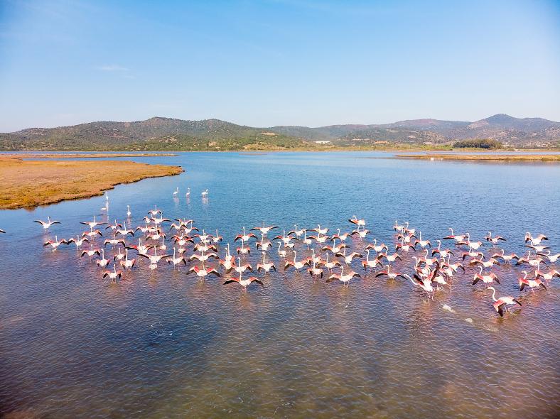 Bargilya, Boğazıcı