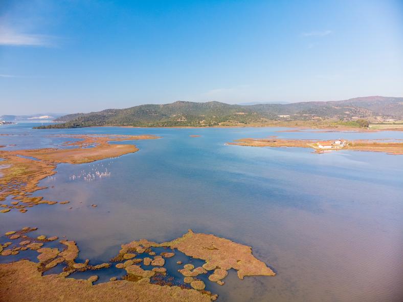 Bargilya, Boğazıcı