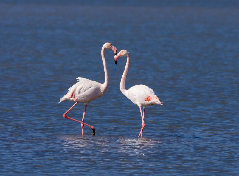 Bargilya, Boğazıcı