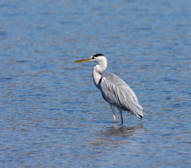 Bargilya, Boğazıcı