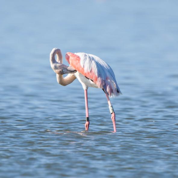 Bargilya, Boğazıcı