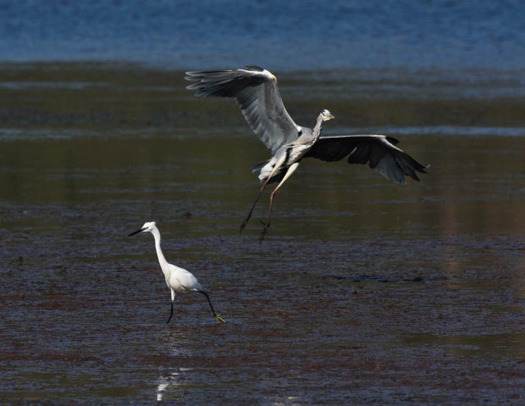 Bargilya, Boğazıcı