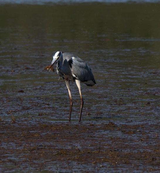 Bargilya, Boğazıcı