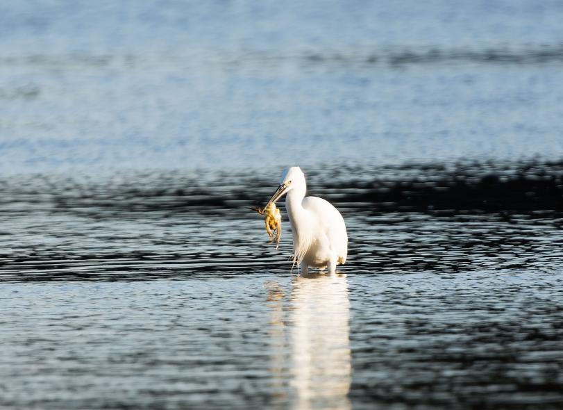 Bargilya, Boğazıcı