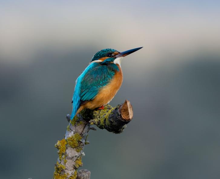 Bargilya, Boğazıcı