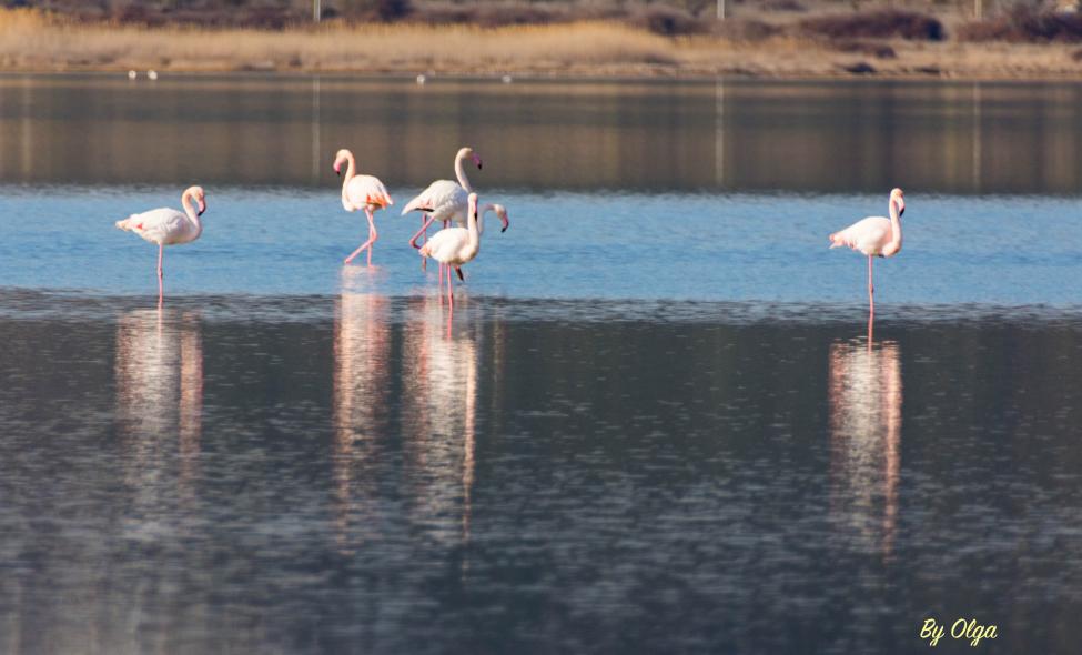 Bargilya, Boğazıcı