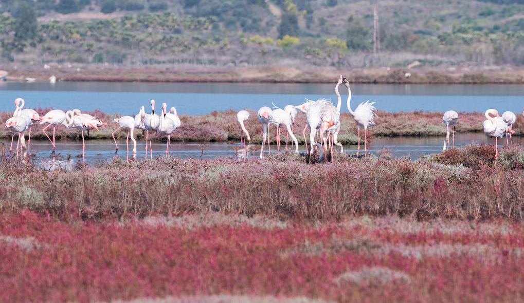Bargilya, Boğazıcı