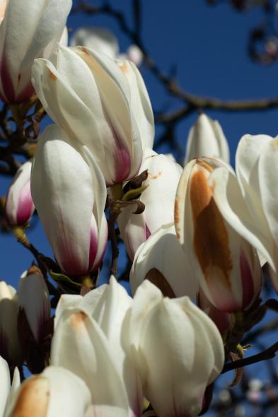 Ботанический сад Латвийского университета Botanisches Garten des Universitaets