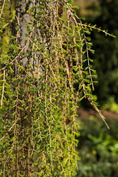 Ботанический сад Латвийского университета Botanisches Garten des Universitaets