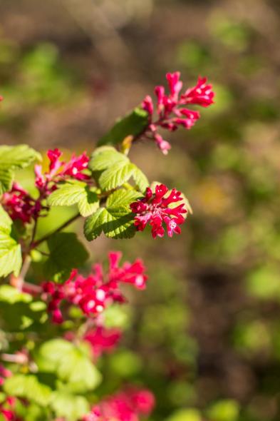Ботанический сад Латвийского университета Botanisches Garten des Universitaets