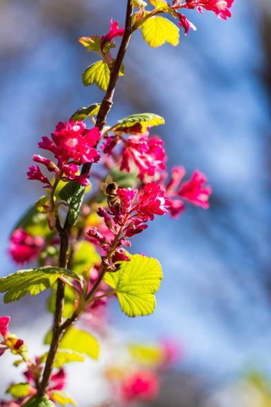 Ботанический сад Латвийского университета Botanisches Garten des Universitaets
