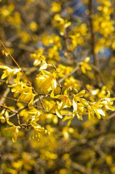 Ботанический сад Латвийского университета Botanisches Garten des Universitaets