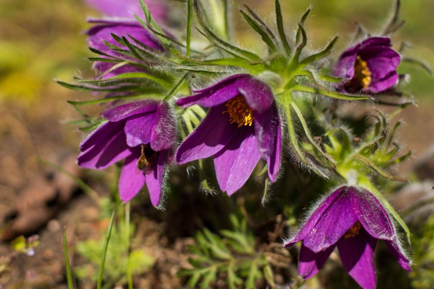 Ботанический сад Латвийского университета Botanisches Garten des Universitaets