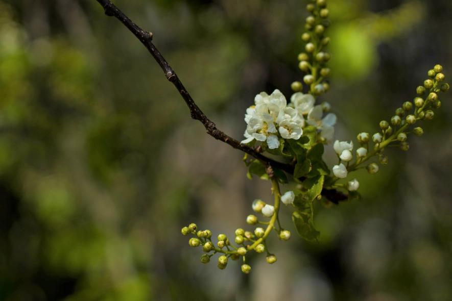 Ботанический сад Латвийского университета Botanisches Garten des Universitaets