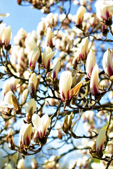 Ботанический сад Латвийского университета Botanisches Garten des Universitaets