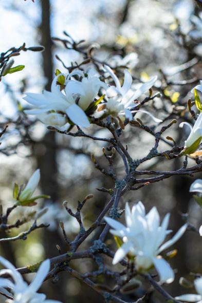 Ботанический сад Латвийского университета Botanisches Garten des Universitaets