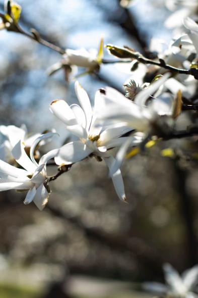 Ботанический сад Латвийского университета Botanisches Garten des Universitaets