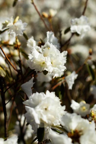 Ботанический сад Латвийского университета Botanisches Garten des Universitaets