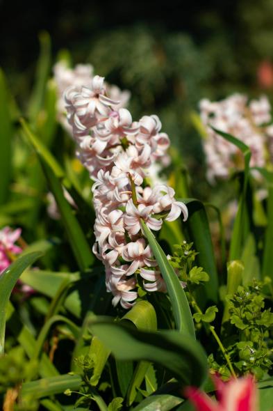 Ботанический сад Латвийского университета Botanisches Garten des Universitaets