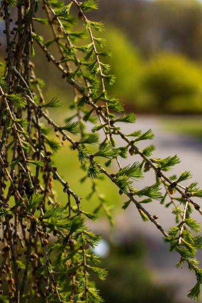 Ботанический сад Латвийского университета Botanisches Garten des Universitaets