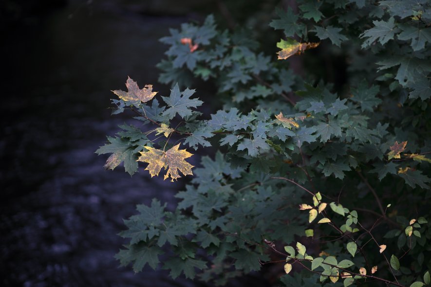 Парк вдоль реки Пегниц