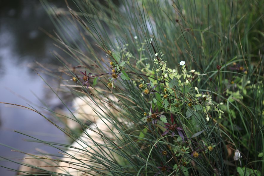 Парк вдоль реки Пегниц