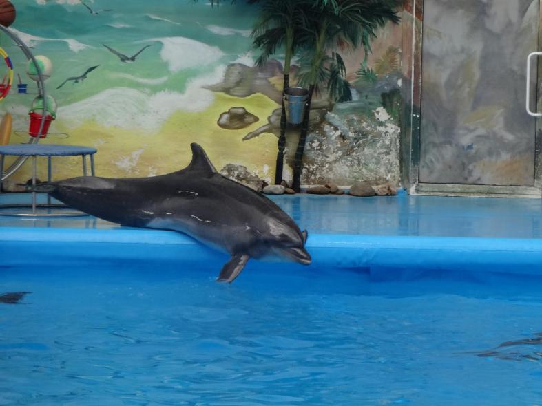 Дельфинарий