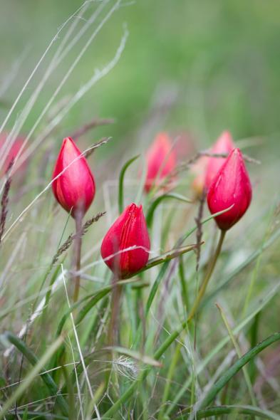 Каньон Арапапышты