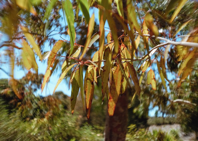 Королевские ботанические сады Кранбурна (Royal Botanic Gardens Cranbourne)