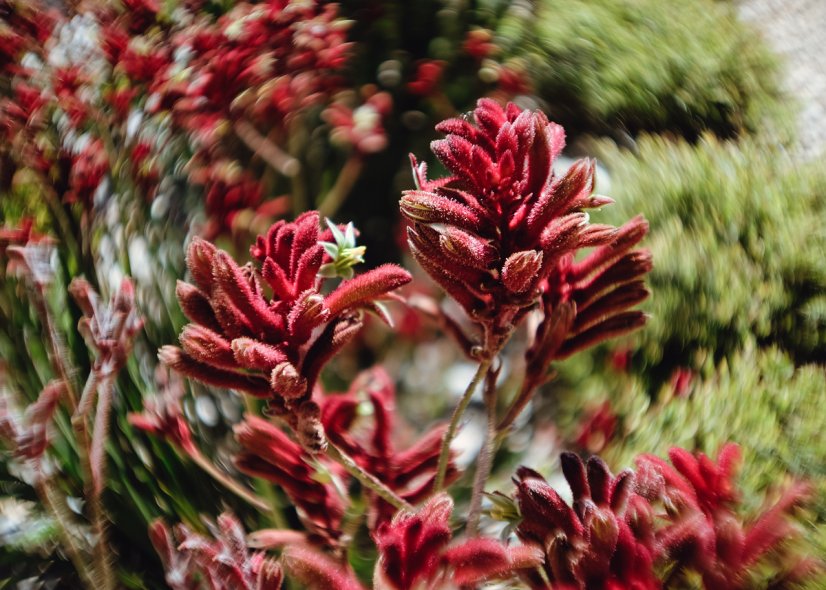 Королевские ботанические сады Кранбурна (Royal Botanic Gardens Cranbourne)