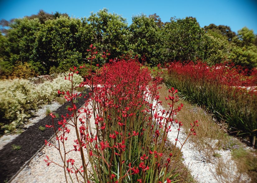 Королевские ботанические сады Кранбурна (Royal Botanic Gardens Cranbourne)