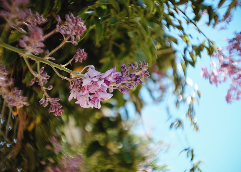 Королевские ботанические сады Кранбурна (Royal Botanic Gardens Cranbourne)