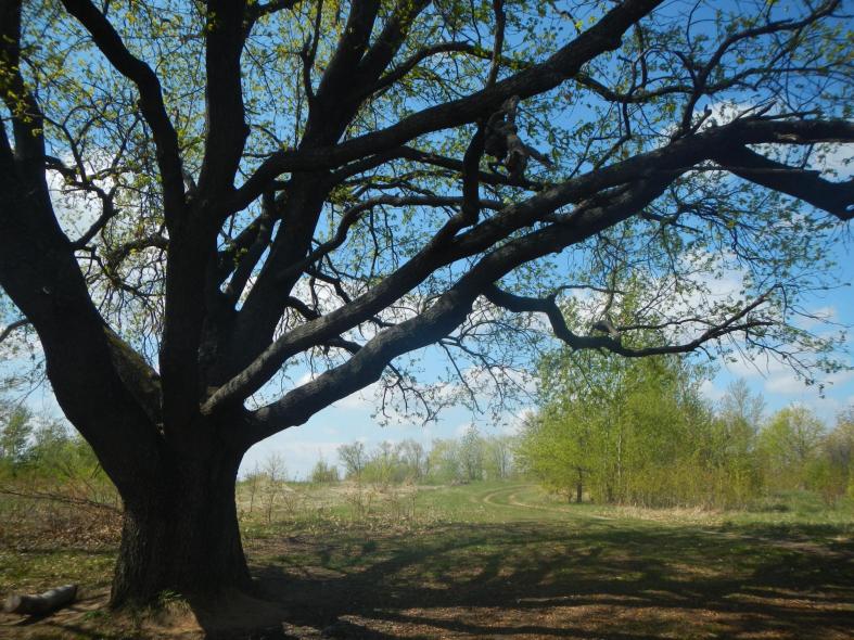 Конская гора