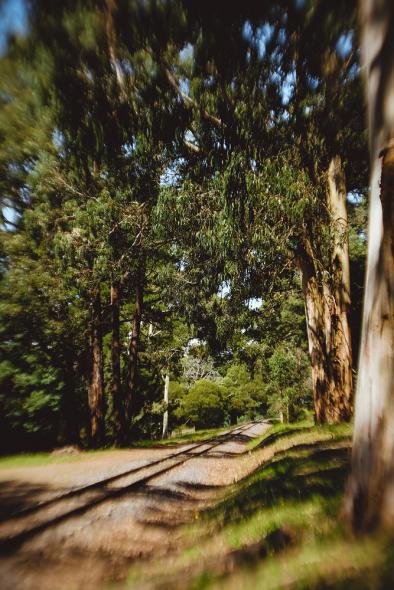 Национальный парк Данденонг Рейнджес (Dandenong Ranges National Park)