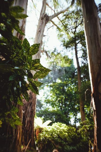 Национальный парк Данденонг Рейнджес (Dandenong Ranges National Park)