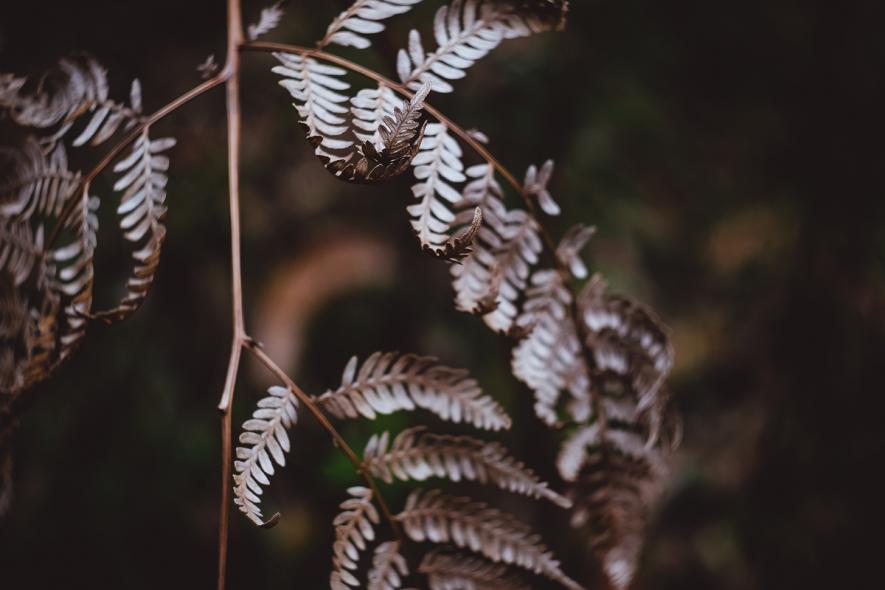 Национальный парк Данденонг Рейнджес (Dandenong Ranges National Park)