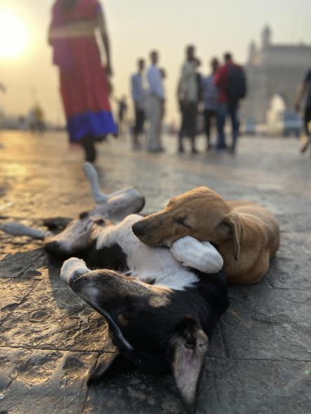 Gateway of India