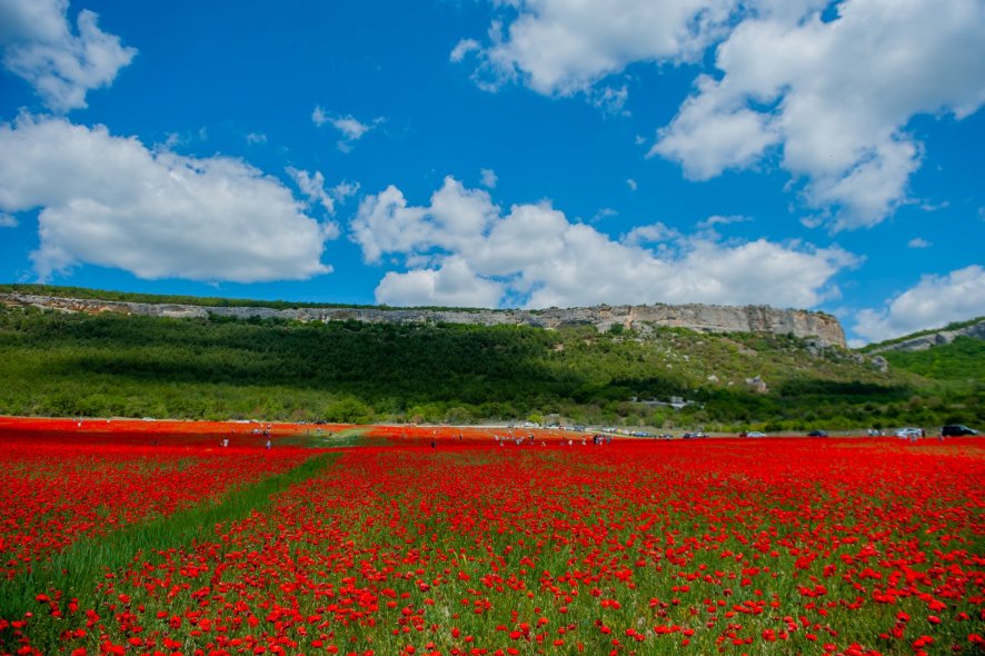 Маковое поле 